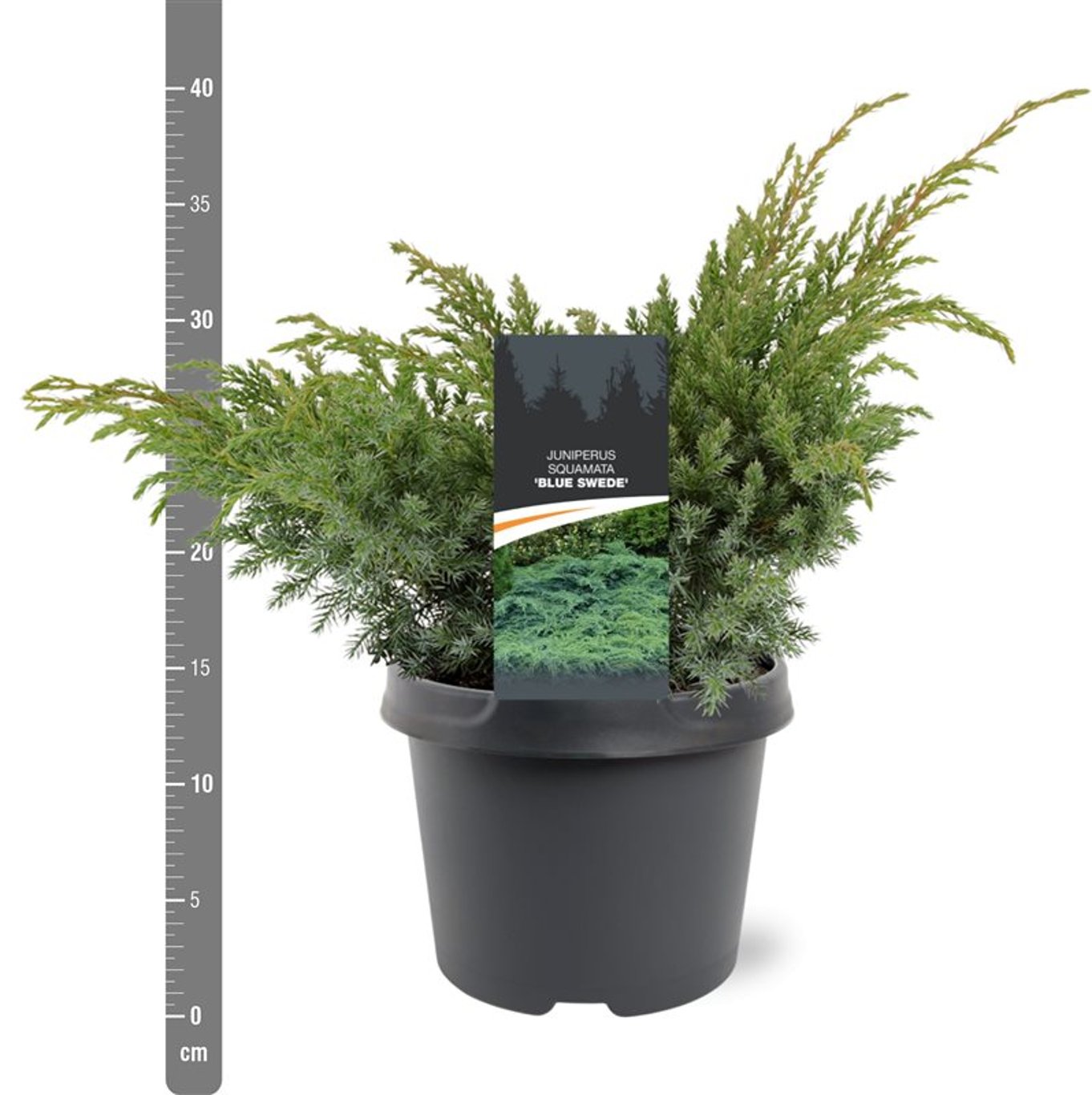 Juniperus squamata 'Blue Swede' - C3 30-40 CM